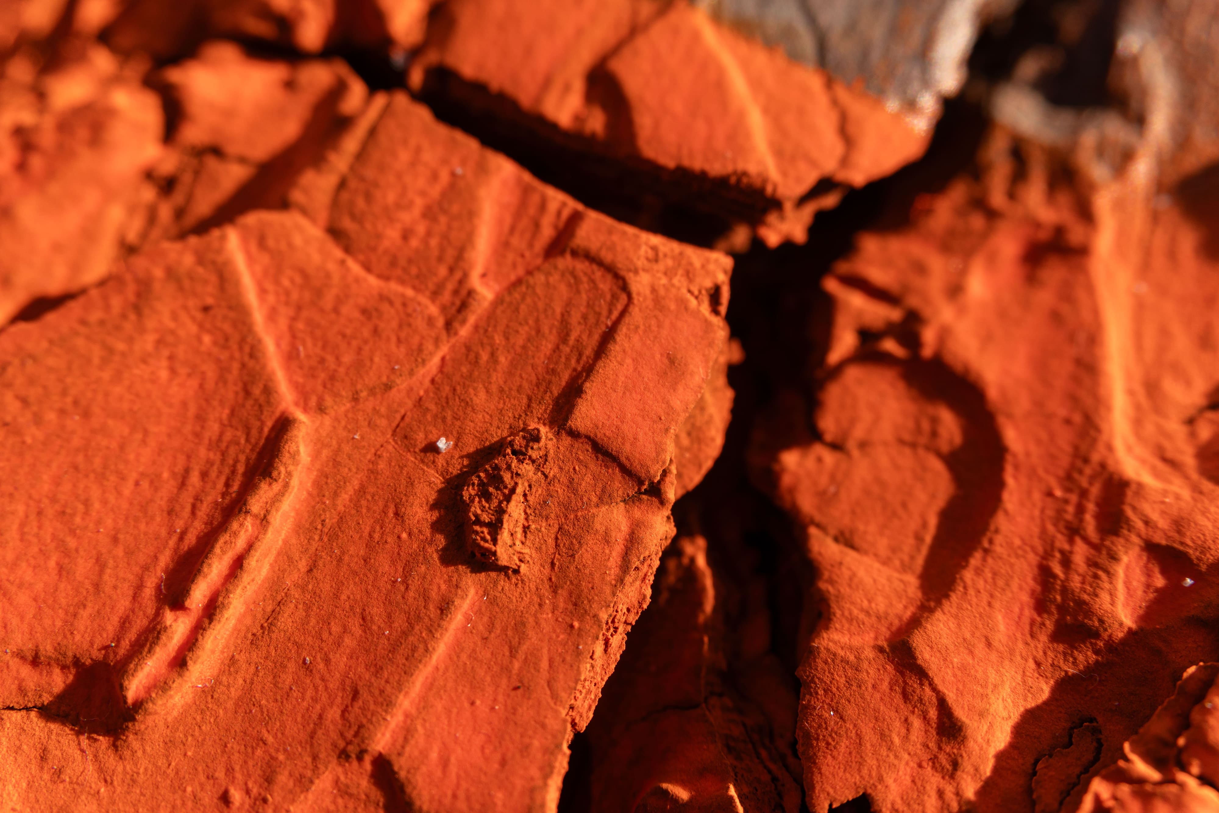 Close-up of neon orange cracked pine bark with rough, layered texture, showcasing deep shadows and rich, earthy tones, evoking a dry, arid environment.