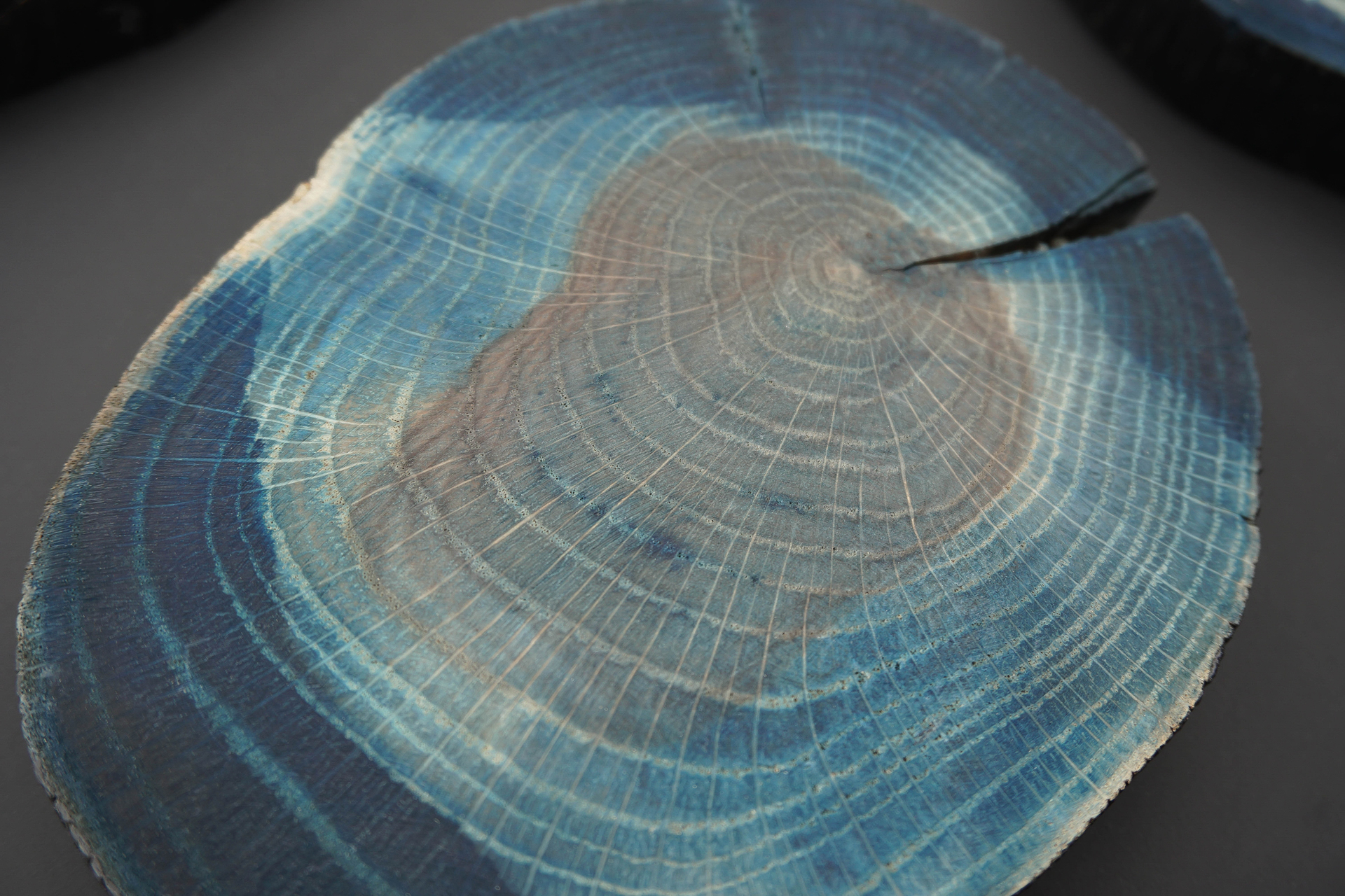 Close-up of a tree cross-section, dyed blue, highlighting growth rings. The texture and concentric circles create an artistic and natural feel.