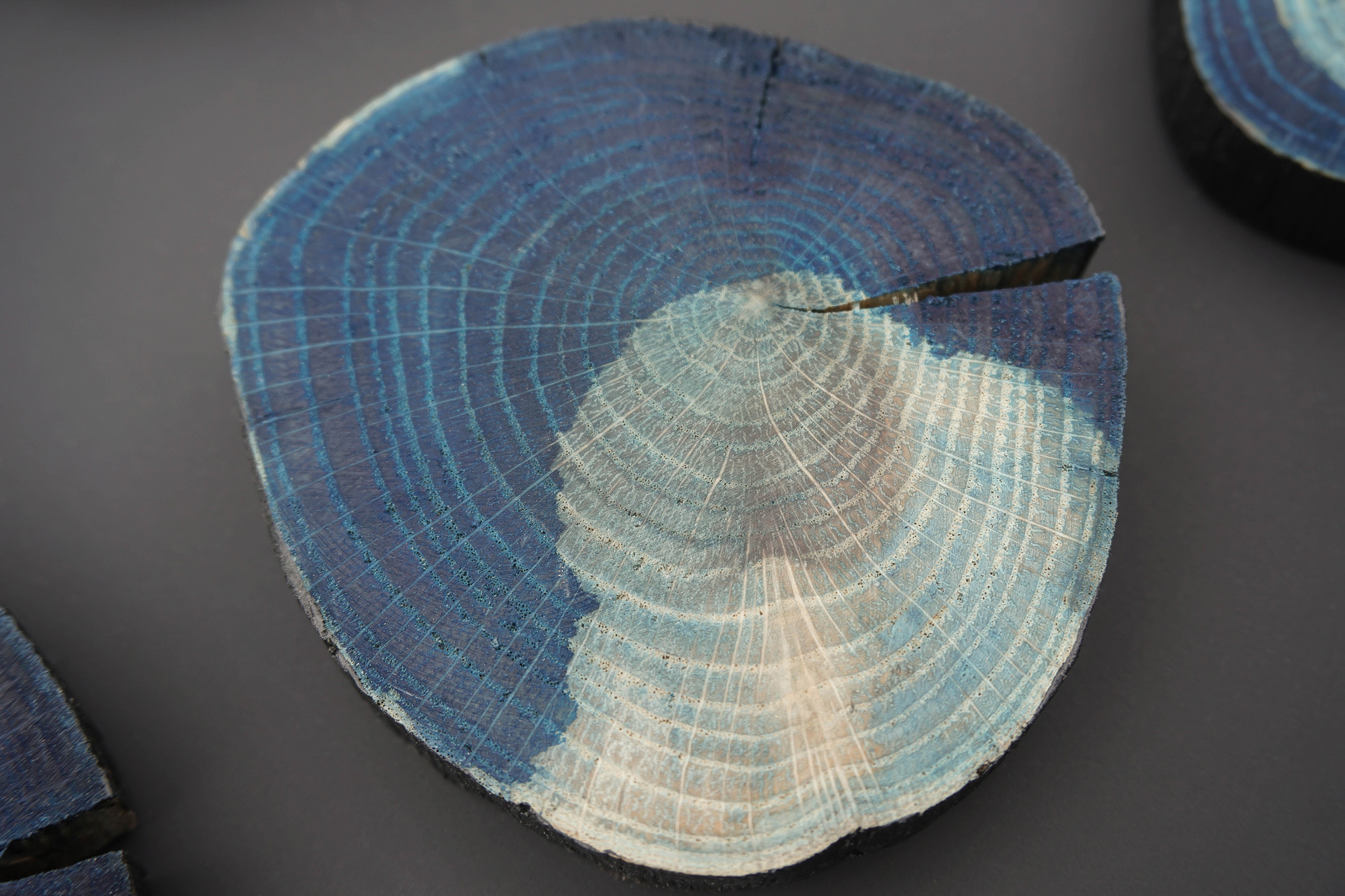 Close-up of a tree cross-section on a dark background, featuring concentric rings in shades of blue and white. The texture is smooth, with an artistic appearance.