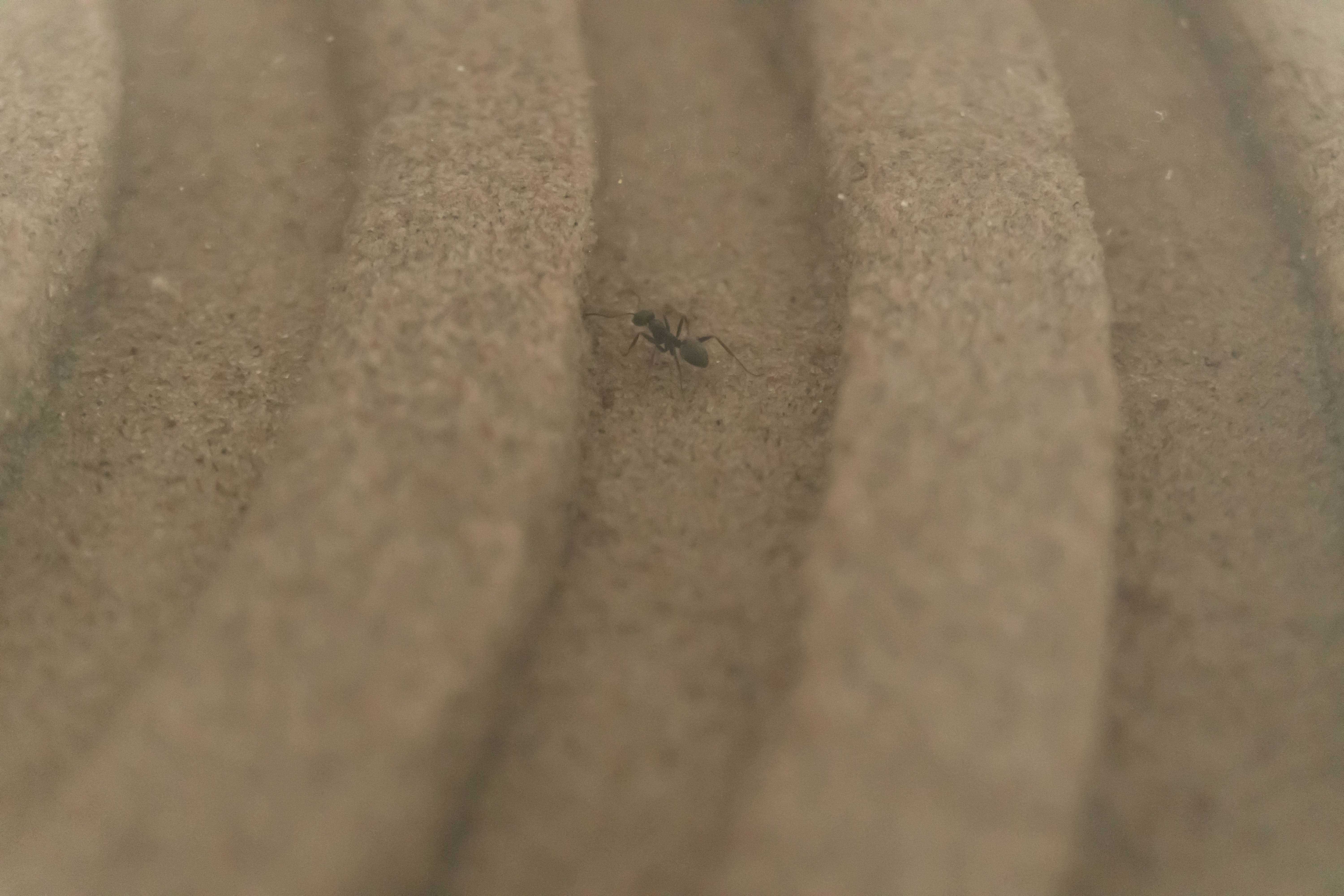 Close-up of a small black ant walking in a narrow groove of ribbed, sandy-textured material. The scene conveys a sense of scale and simplicity.